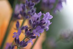 F Lavendel